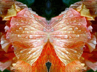 Hybiscus after the rain: color pencil