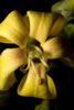 Yellow Flower